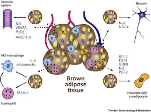 Lives and Times of Brown Adipokines